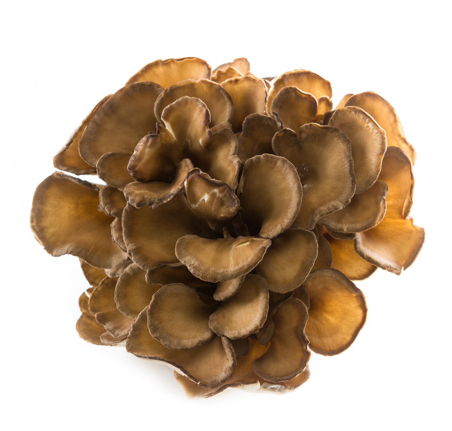 Maitake
